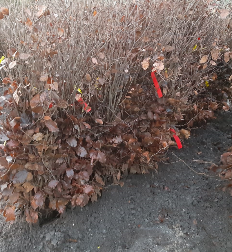 fagus-sylvatica-atropunicea-3_605c99b128176.png