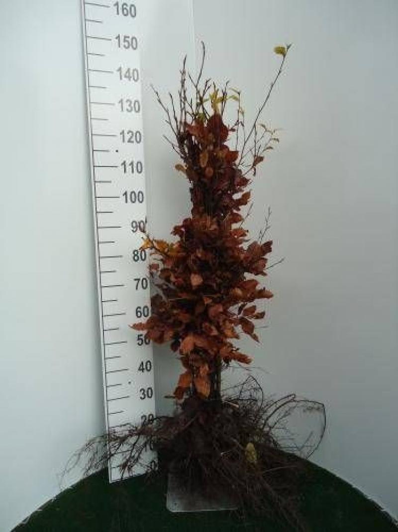 Fagus sylvatica1