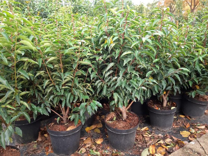 Prunus lusitanica 'Angustifolia'