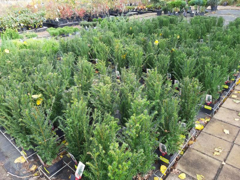 taxus-baccata-7_5ff588ec5b282.jpg
