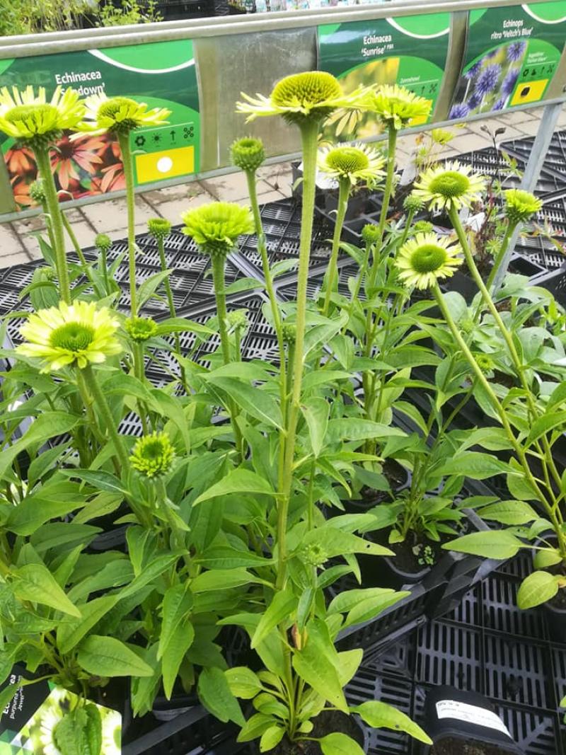 Vaste planten